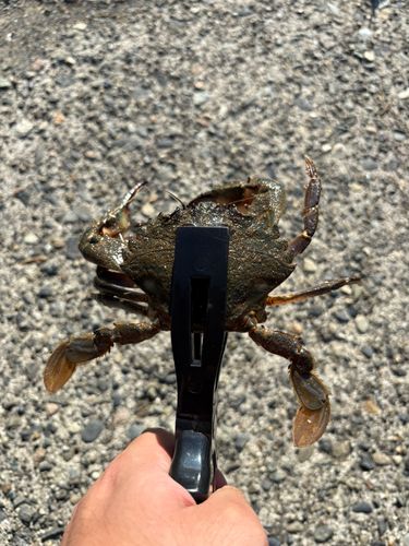 ワタリガニの釣果