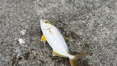 ショゴの釣果