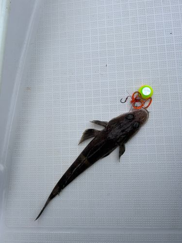 ワニゴチの釣果
