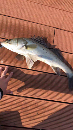 スズキの釣果