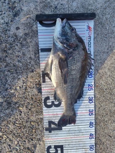 チヌの釣果