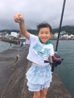 シロギスの釣果