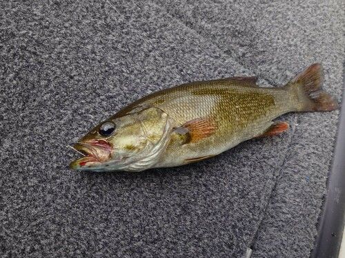 スモールマウスバスの釣果