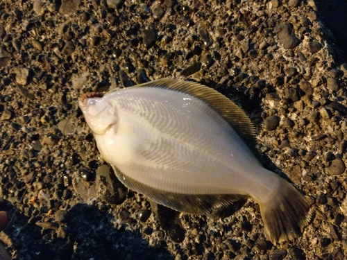 カレイの釣果