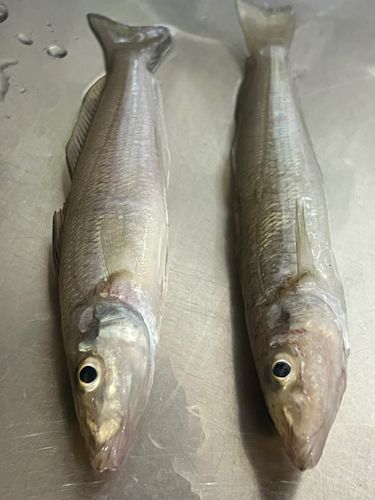 キスの釣果