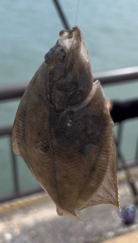 カレイの釣果