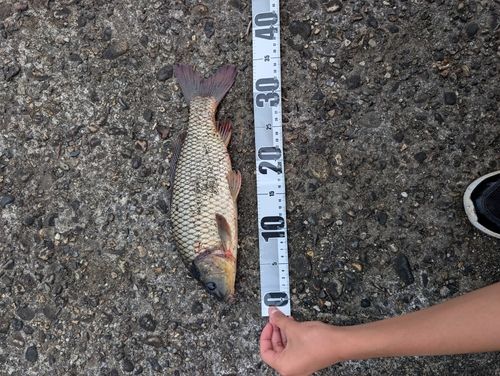 コイの釣果