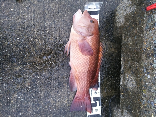 コブダイの釣果