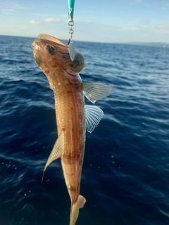 エソの釣果