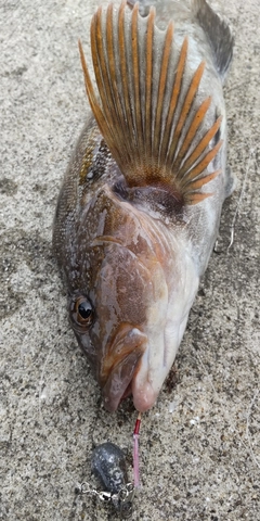 アイナメの釣果