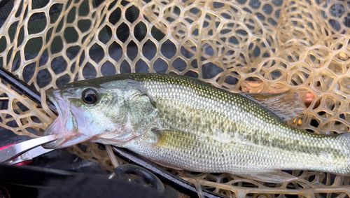 ラージマウスバスの釣果