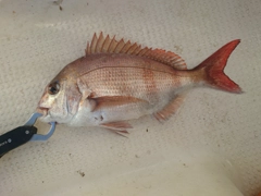 マダイの釣果