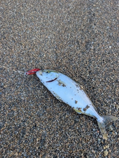 ショゴの釣果