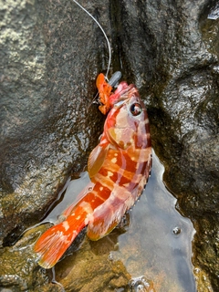 アカハタの釣果