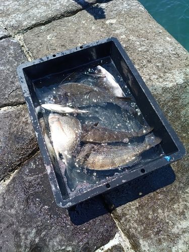 チヌの釣果
