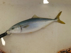 フクラギの釣果