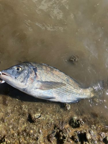 チヌの釣果