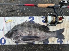 クロダイの釣果