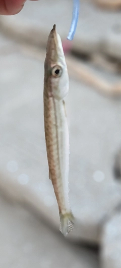 ヤマトカマスの釣果
