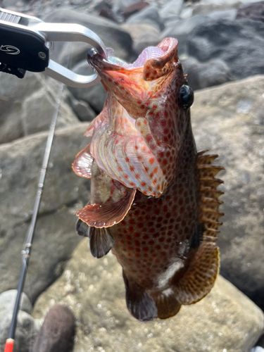 ノミノクチの釣果