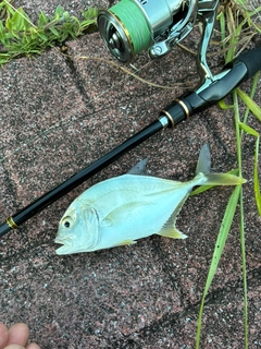 メッキの釣果