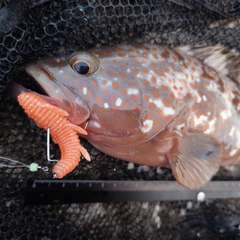 キジハタの釣果