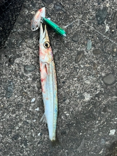 カマスの釣果