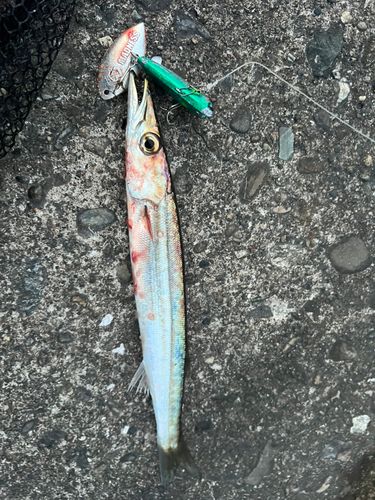 カマスの釣果