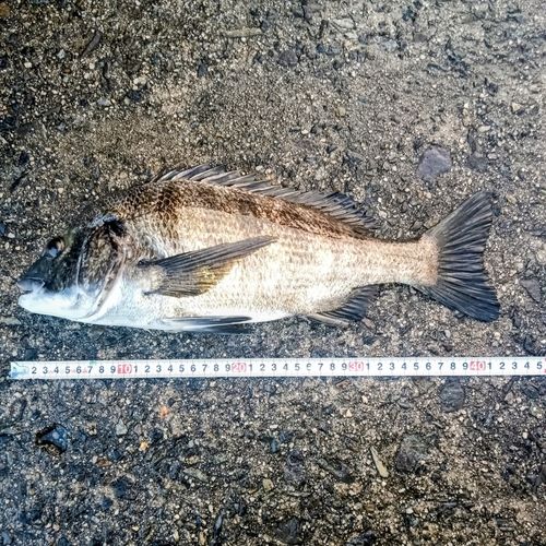 チヌの釣果