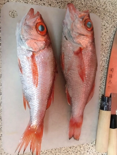 アカムツの釣果