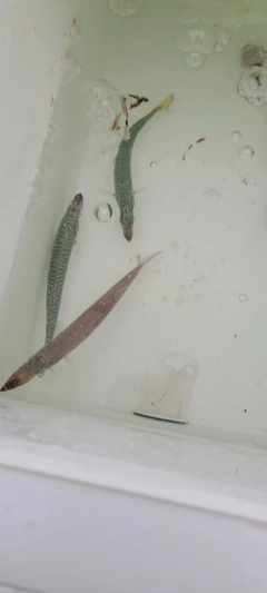 カマスの釣果