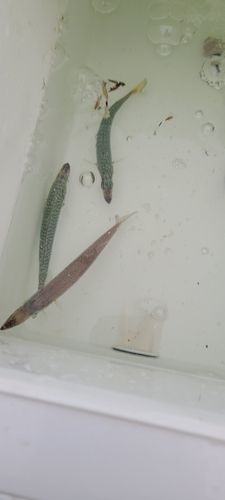 カマスの釣果