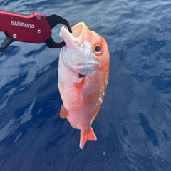 レンコダイの釣果