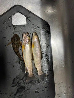 イワナの釣果