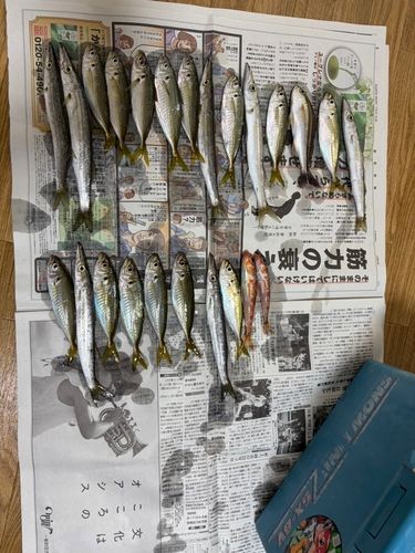 ヒメの釣果