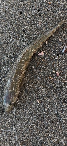 キスの釣果