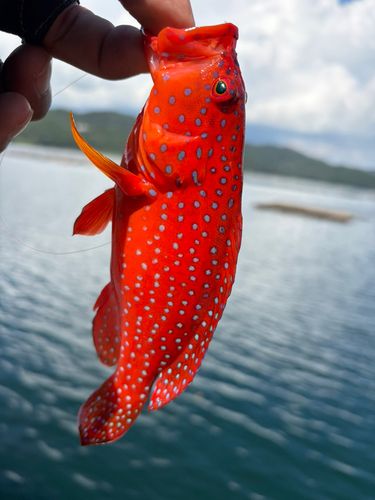 ユカタハタの釣果