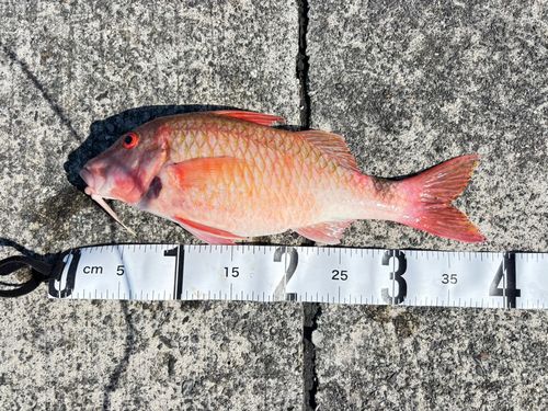 ホウライヒメジの釣果