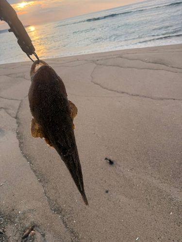 マゴチの釣果