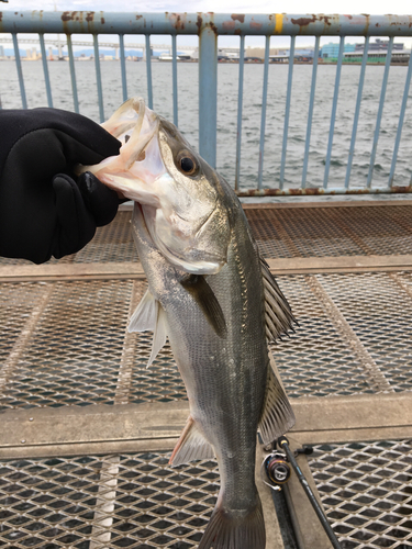 フッコ（マルスズキ）の釣果