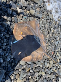 アカエイの釣果