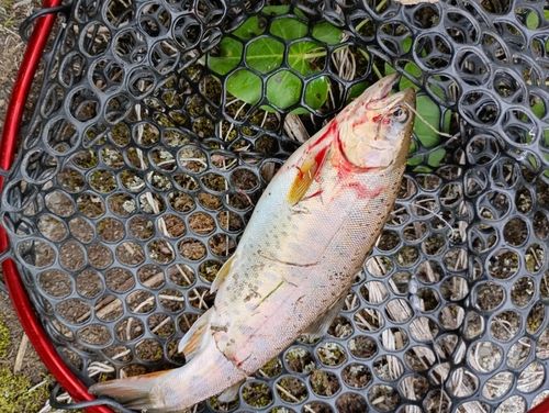ヤマメの釣果