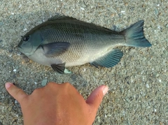 グレの釣果