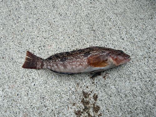 クジメの釣果