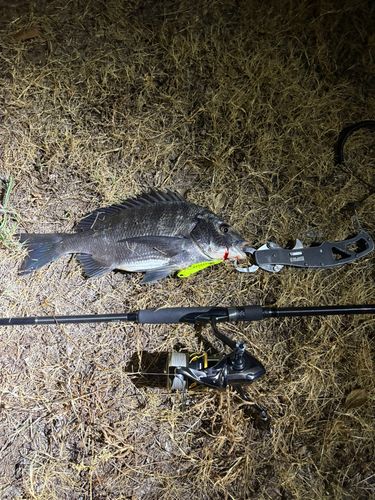 チヌの釣果
