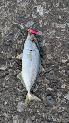 ネリゴの釣果