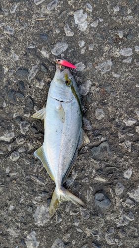 ネリゴの釣果