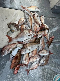 タイの釣果