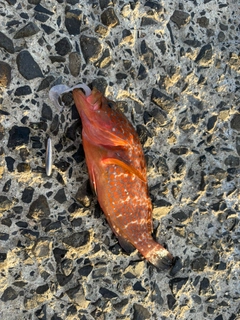 キジハタの釣果