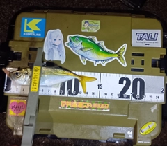 マアジの釣果